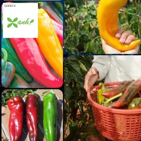 ⚡️ GÓI 50 HẠT ỚT SỪNG BÒ F1⚡️  SIÊU TO SIÊU KHỔNG LỒ