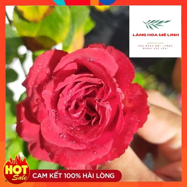 TREE THÂN GỖ  -  màu đỏ tươi , lâu tàn bền hoa cực kì,  Form to đỏ rực , cây khỏe, dễ chăm sóc .