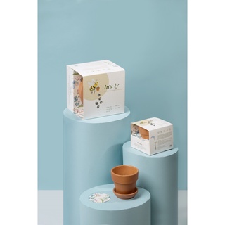 Kit trồng cây mini - lưu ly | plant kit - summer forget me not