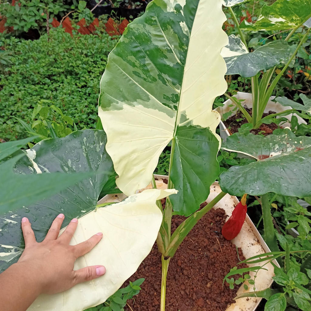 Chậu cây ráy voi var, alocasia macrohizzard varigated trưởng cao 1.3m - ship toàn quốc