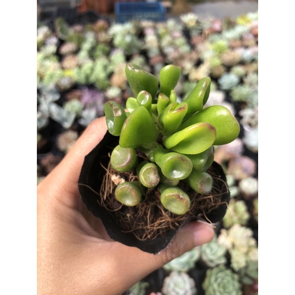 Sen Đá Ống Điếu Size Bầu 5cm Hư 1 Đổi 1 Cây Cảnh Trang Trí