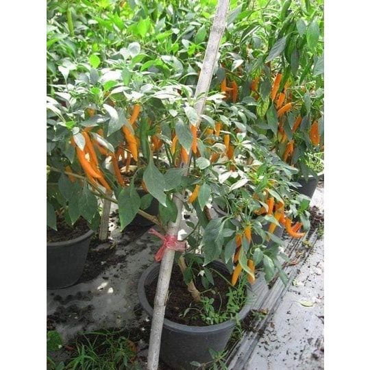 Hạt giống Ớt cam chỉ địa siêu cay nhập thái lan nguyên gói 0.5gr (~70 hạt) (Yellow Pepper)