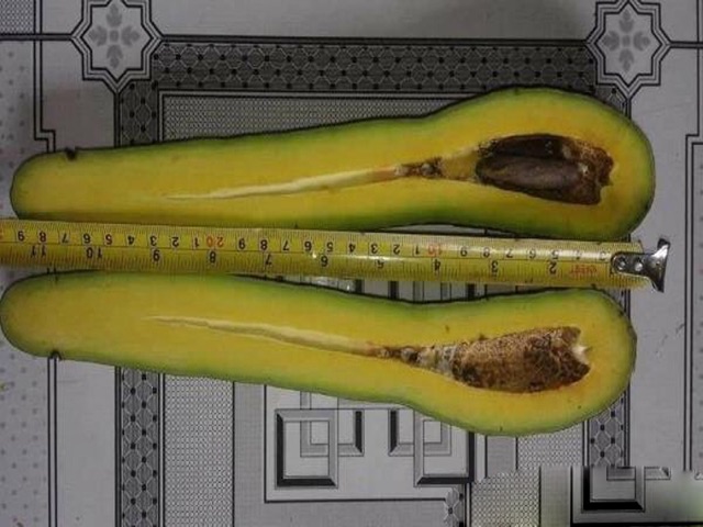 Cây bơ 034  siêu trái