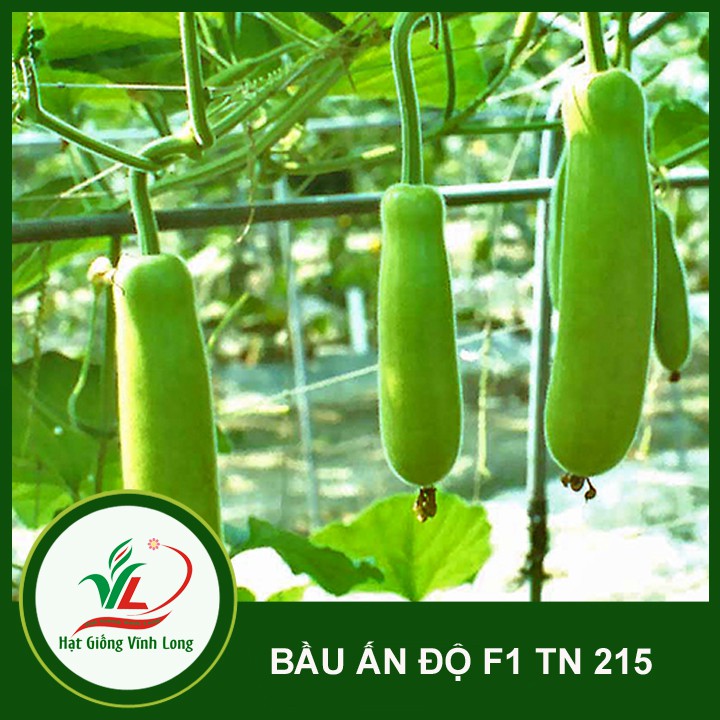Hạt giống Bầu Ấn Độ F1 TN 218 - 10 hạt