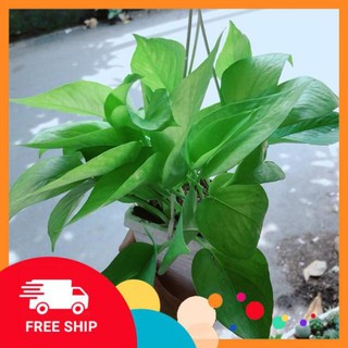 Chậu Trầu Bà Thái