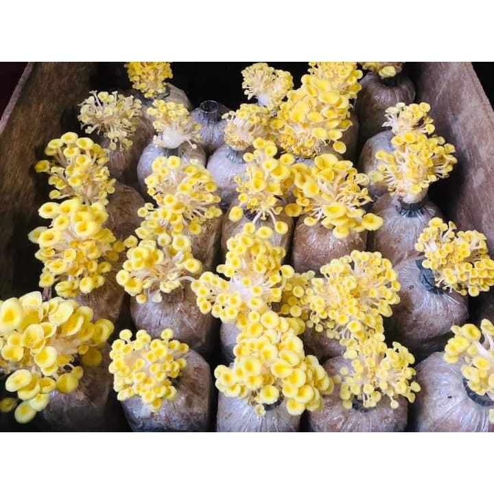 Phôi nấm giống Hoàng Kim