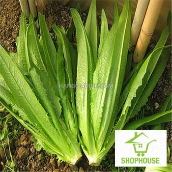 shophouse hạt giống rau diếp thơm 5 gram  SHOP HOUSE  TẾT KHUYẾN MẠI