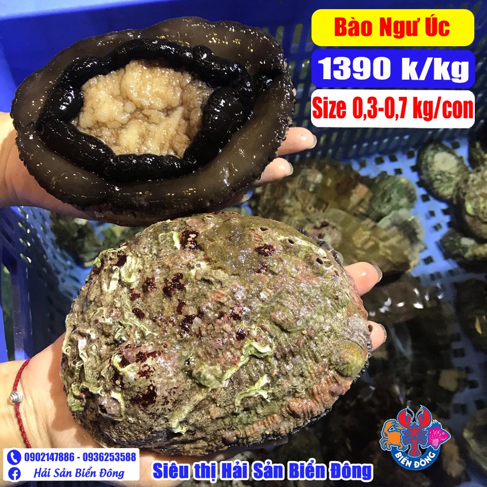 BÀO NGƯ ÚC đang bơi từ 300 đến 700g có hỗ trợ sơ chế, sản phẩm của Hải Sản Biển Đông ở Hà Nội
