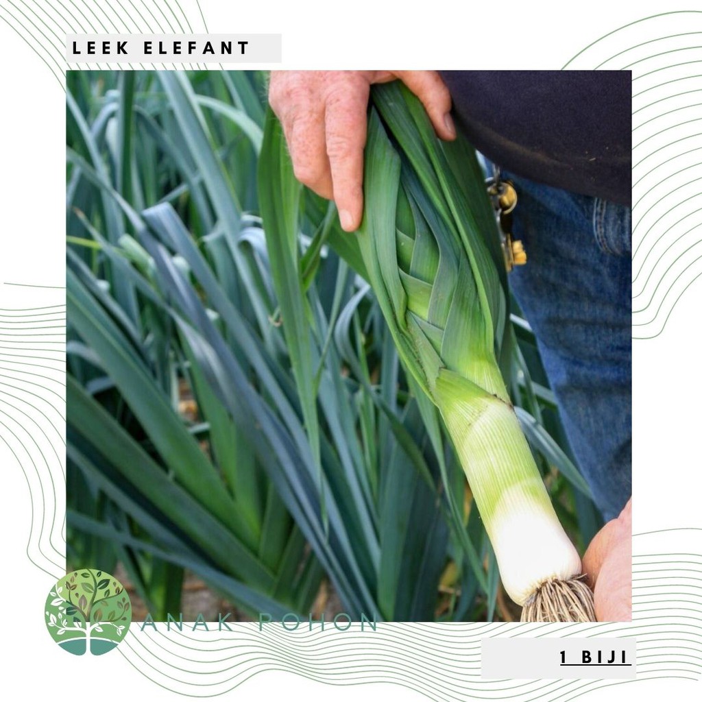 Hạt giống hành lá khổng lồ Leek Elefant Elephant 50h