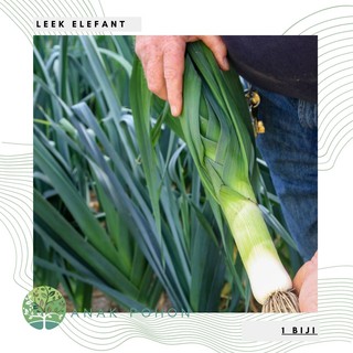 Hạt giống hành lá khổng lồ Leek Elefant Elephant 50h