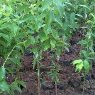 CÂY GIỐNG MẬN CƠM.(LẠNG SƠN)CÂY ĐẸP
