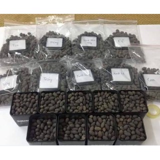 15 Hạt giống sen mini nhật mix màu