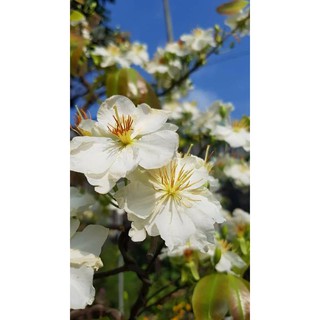 100 HẠT BẠCH MAI