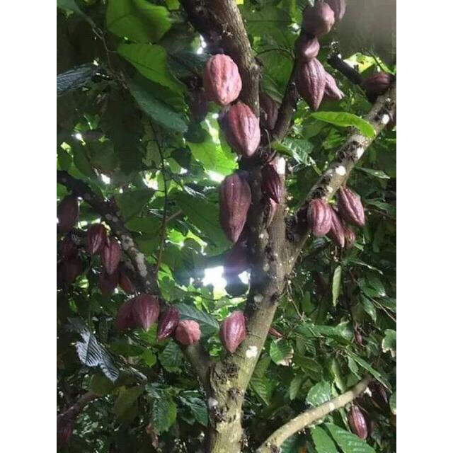 Bột Cacao Đắk Lắk Nguyên Chất Loại 1 - 500gram (Túi Zip)