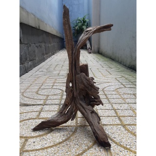Lũa Thủy sinh - Lũa san đá cành giá rẻ