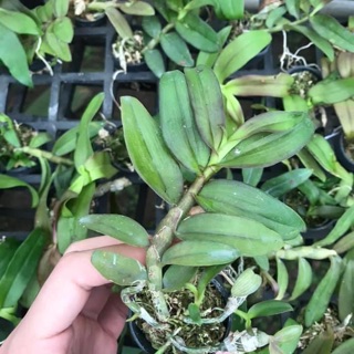 Hoa lan giả hạc, phi điệp VN178