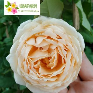 [Cây giống Hoa] hồng LEO Crown Princess Margareta (hồng leo CPM) size chậu C9 - CayGiongTot