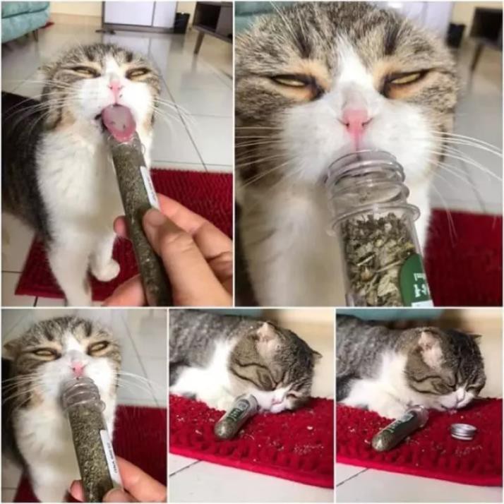 Hanpet.GV- (gói 2gr) Cỏ mèo ngửi Catnip cỏ bạc hà cho mèo ngửi để phê