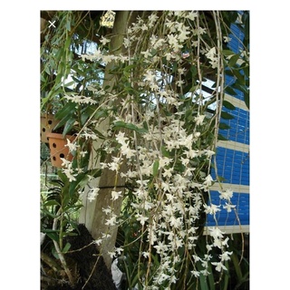 Hoa Lan bạch câu cực thơm(1 khóm)