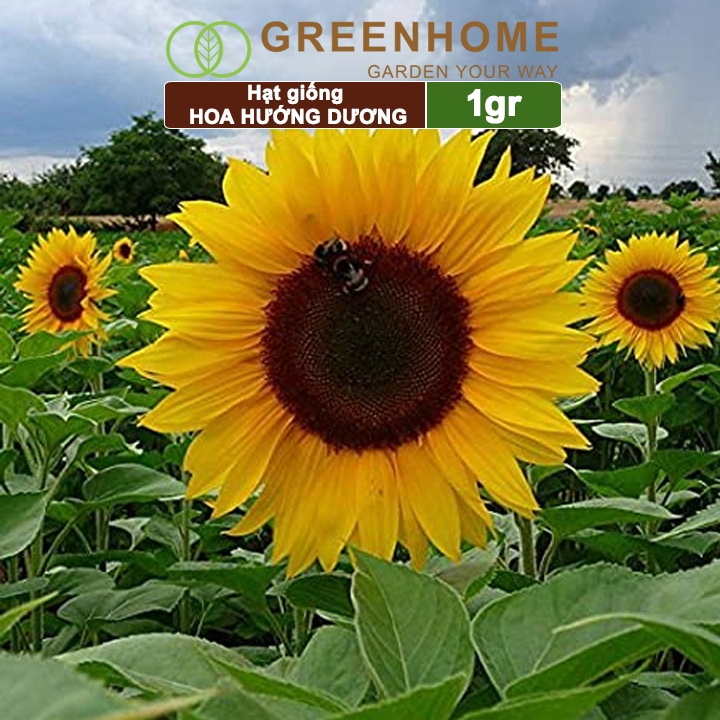 Hạt giống hoa Hướng dương ,gói 1g, dễ trồng, ra hoa bền H03 |Greenhome