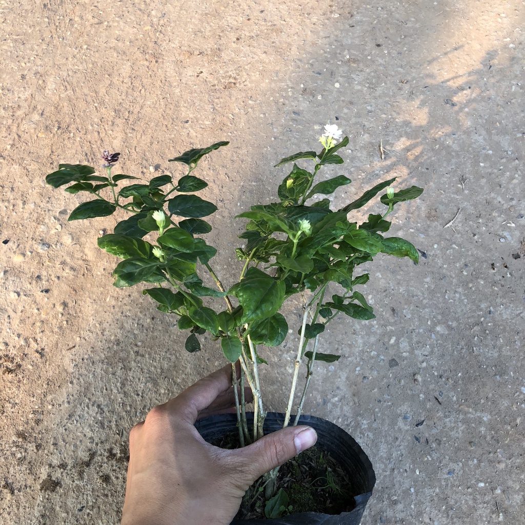 Hoa nhài - cây hoa nhài cao 25cm mang mùi hương thơm dễ chịu có nhiều công dụng làm dược liệu