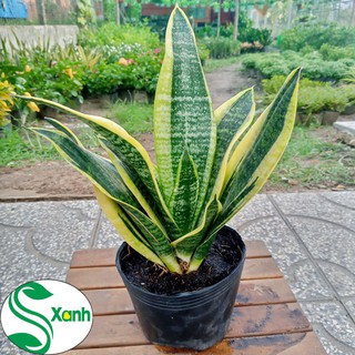 Cây lưỡi hổ để bàn, số 1 về lọc không khí
