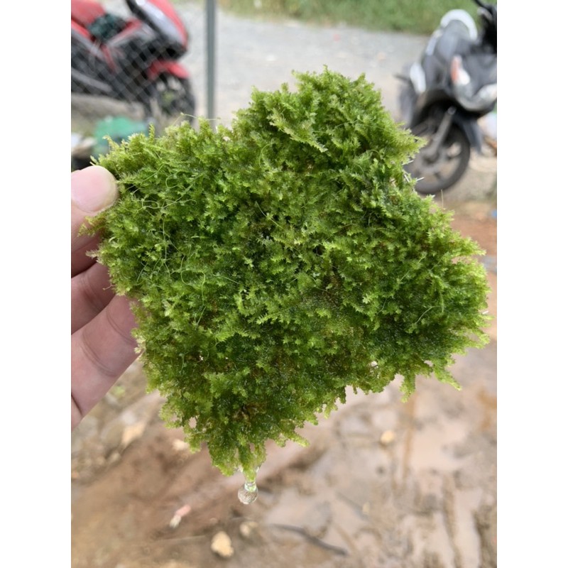 Cây thủy sinh- Rêu Minitaiwan