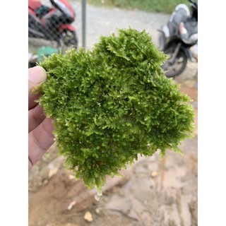 Cây thủy sinh- Rêu Minitaiwan
