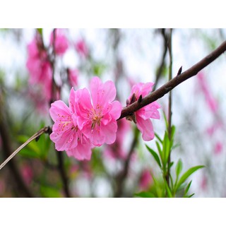 Cây giống đào phai