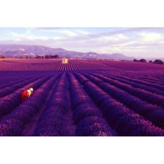 Gói 100 hạt giống hoa oải hương ( italy)
