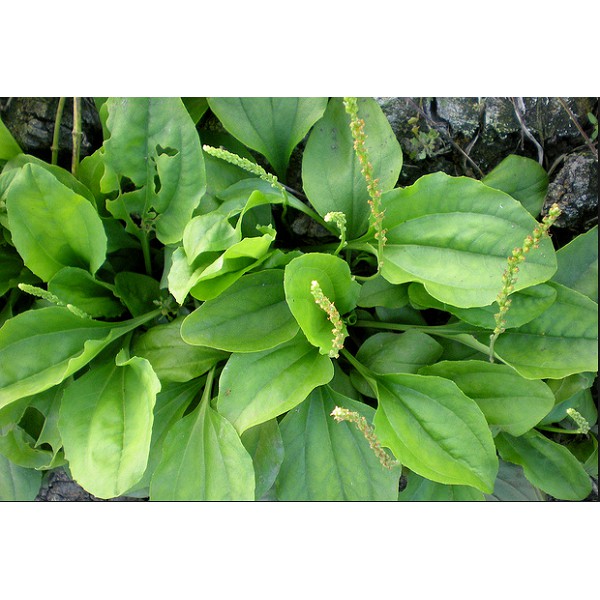 Cây Mã Đề - Chậu Rau
