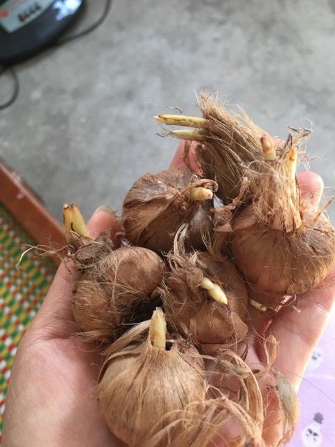 CỦ NGHỆ TÂY đủ màu