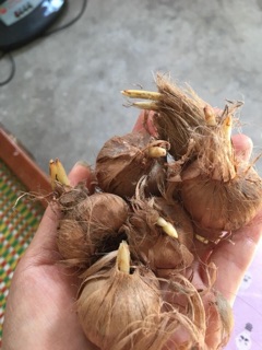 CỦ NGHỆ TÂY đủ màu
