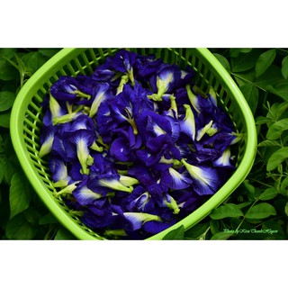 TRÀ HOA ĐẬU BIẾC - tốt cho mắt