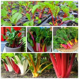 Gói 100 hạt giống rau cải cầu vồng