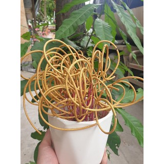 Nhang cuốn tàn vàng kim chiêu tài lộc Thiên Trường