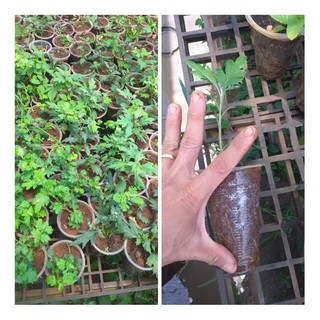 Cúc cổ Tiểu Thư kháng bọ trĩ, nhện đỏ