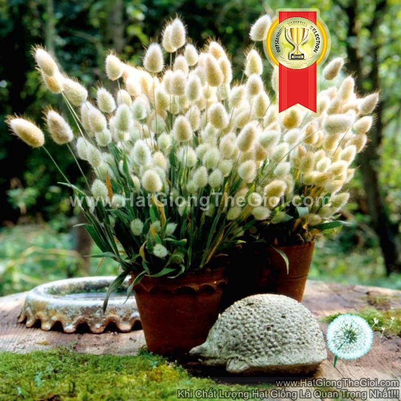 100h Hạt Giống Cỏ Đuôi Thỏ (C6.202| -KD: B19*V51*M006)