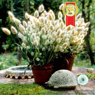 100h hạt giống cỏ đuôi thỏ