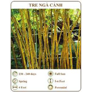 Hạt giống tre ngà cảnh - THE XANH