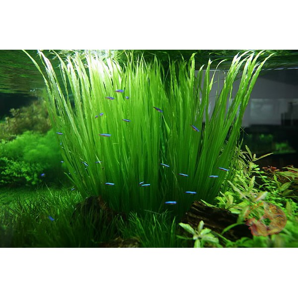 HẸ THẲNG - Vallisneria americana (natans)