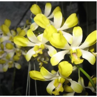 Lan nắng Banana cây trưởng thành chậu p12