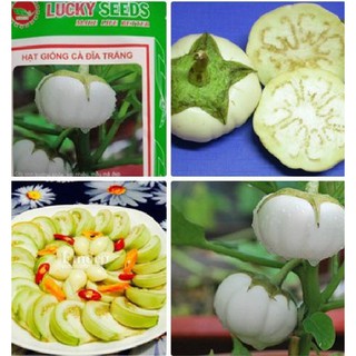 Hạt giống cà bát ta da ếch - 1 gói 2gram (TẶNG gói kích thích hạt nảy mầm)