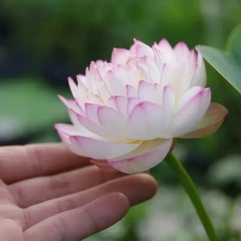Hạt giống sen nhập khẩu 20 loại  - Seed Land nhập khẩu