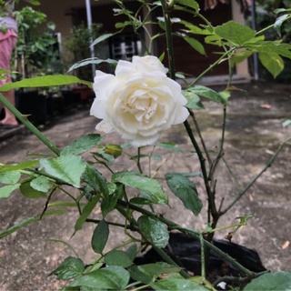 Cây Hoa hồng bạch ho - bầu to, cây trưởng thành
