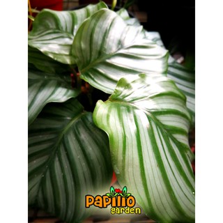 Bộ thực vật nhân tạo %0020 calathea / keladi / real live / garden 5lkr