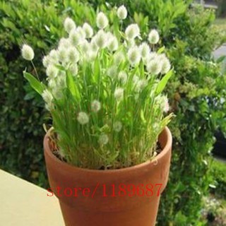 Hạt giống cỏ đuôi thỏ - 50 hạt