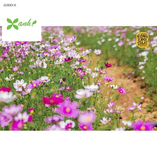 Hạt giống Sao nhái mix (100 hạt)