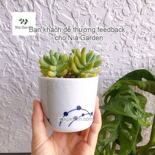 (G70) Tách sứ trồng cây sen đá gốm Nhật (đã khoan lỗ) - GSN