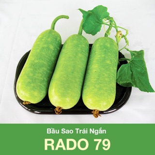 Hạt giống Bầu Sao Trái Ngắn 79 (10 hạt)